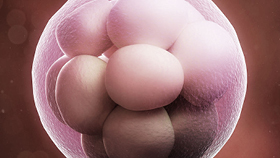 Embryo in der 1 Schwangerschaftswoche